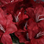 10 Bushes Burgundy Artificial Silk Easter Lily Flowers, Faux Bouquets - Linen Luxes