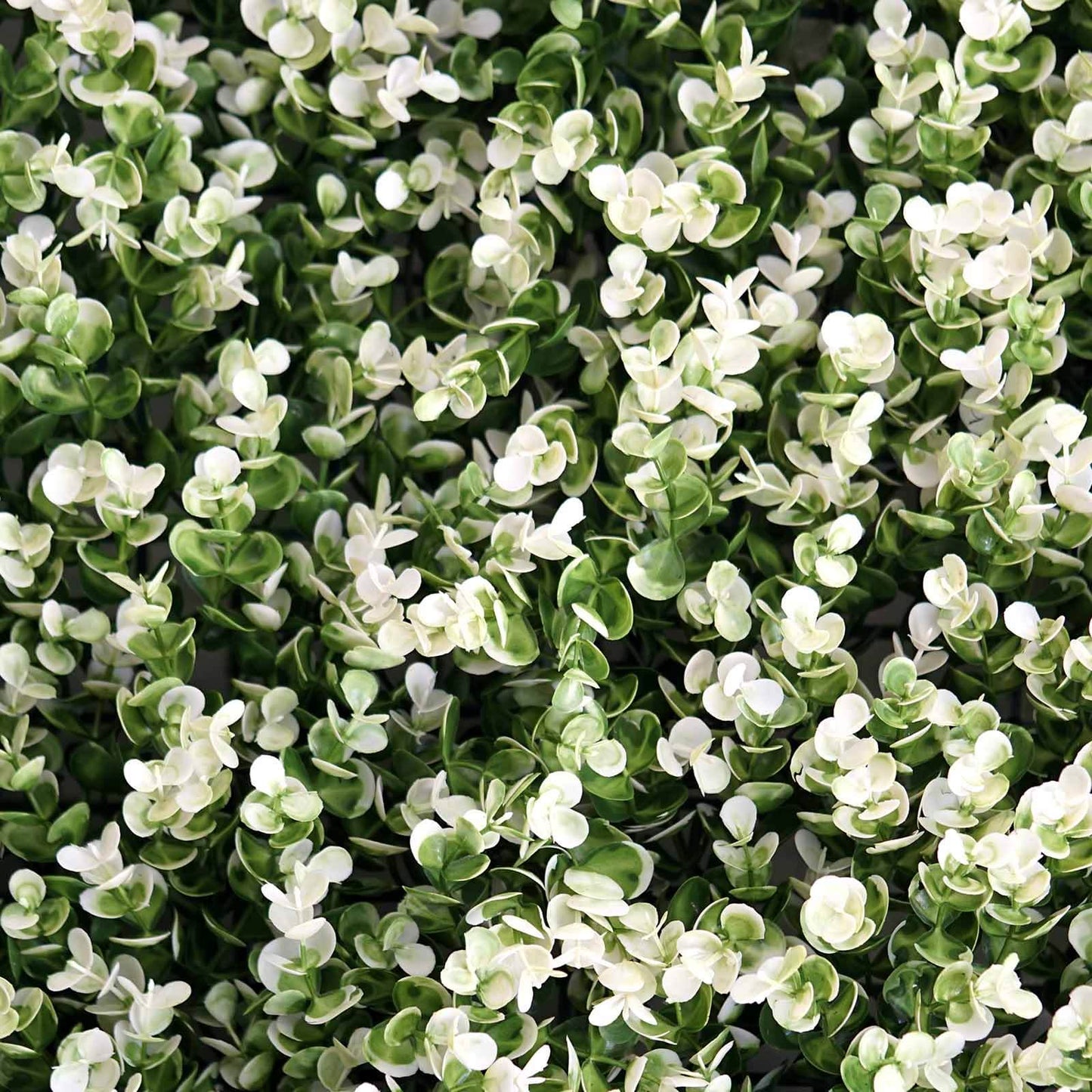 11 Sq ft. White Tip Green Boxwood Hedge Genlisea Garden Wall Backdrop Mat - 4 Artificial Panels - Linen Luxes