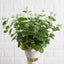 2 Bushes 19" Light Green Artificial Eucalyptus Branch Bouquet Plants - Linen Luxes