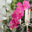 2 Stems 40" Tall Fuchsia Artificial Silk Orchid Flower Bouquets - Linen Luxes
