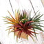3 Pack 12" Artificial PVC Aloe Cameronii Decorative Succulent Plants - Linen Luxes