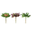 3 Pack 6" Artificial PVC Wavy Kalanchoe Decorative Succulent Plants - Linen Luxes