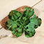 3 Pack 6" Artificial PVC Wavy Kalanchoe Decorative Succulent Plants - Linen Luxes