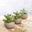 3 - Pack Aloe Artificial Succulents in Ceramic Pot - Lifelike Decorative Faux Plants for Home Office & Event Design 5" - Linen Luxes