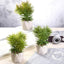 3 - Pack Crassula Artificial Succulents in Geometric Ceramic Pot - Lifelike Decorative Faux Plants for Home Office & Event Design 8" - Linen Luxes