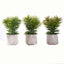 3 - Pack Crassula Artificial Succulents in Geometric Ceramic Pot - Lifelike Decorative Faux Plants for Home Office & Event Design 8" - Linen Luxes