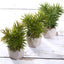 3 - Pack Crassula Artificial Succulents in Geometric Ceramic Pot - Lifelike Decorative Faux Plants for Home Office & Event Design 8" - Linen Luxes