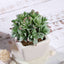 3 - Pack Echeveria Artificial Succulents in Ceramic Pot Green - Lifelike Decorative Faux Plants for Home Office & Event Design 4" - Linen Luxes