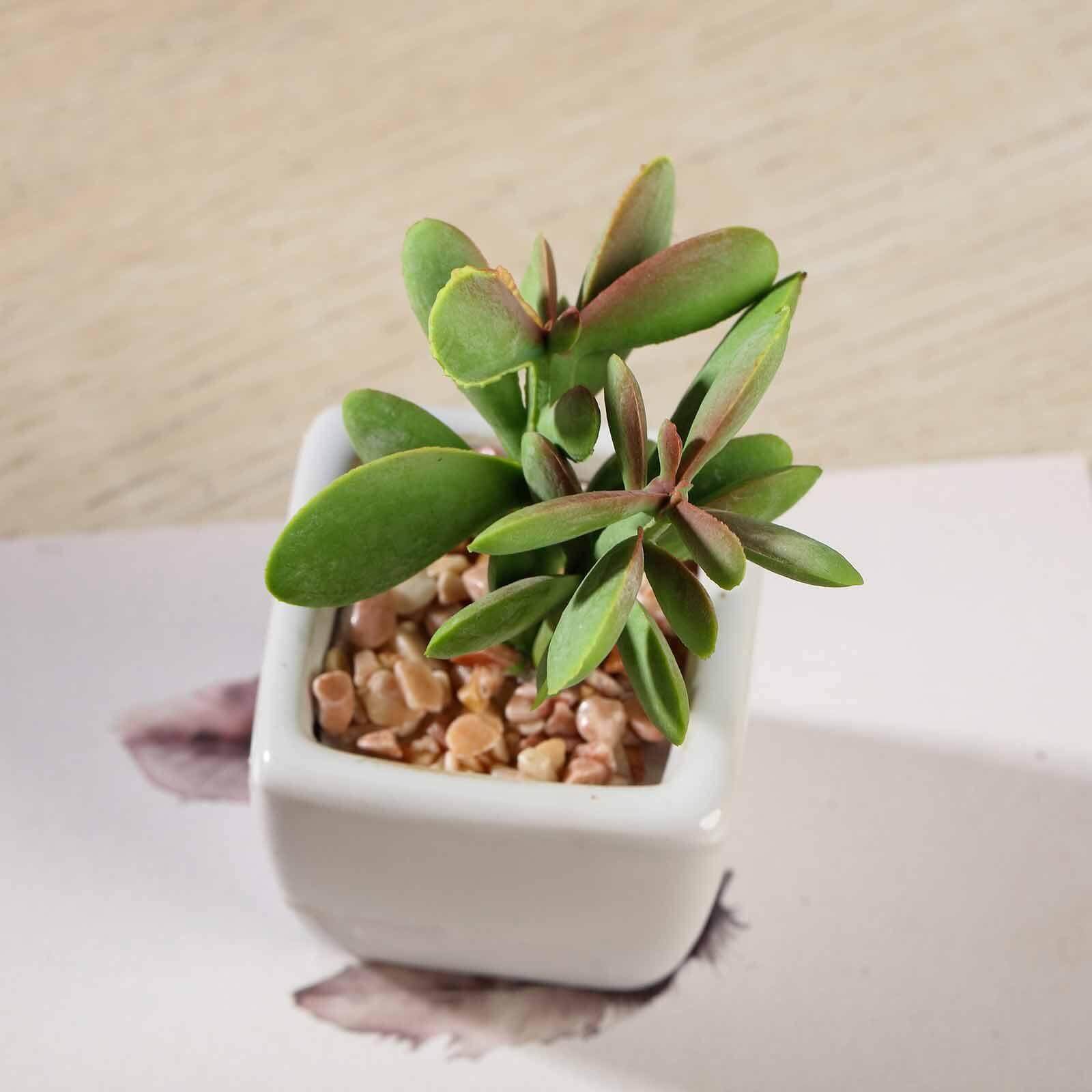 3 - Pack Mini Jade Artificial Succulents in Ceramic Pots - Lifelike Decorative Faux Plants for Home Office & Event Design 3" - Linen Luxes