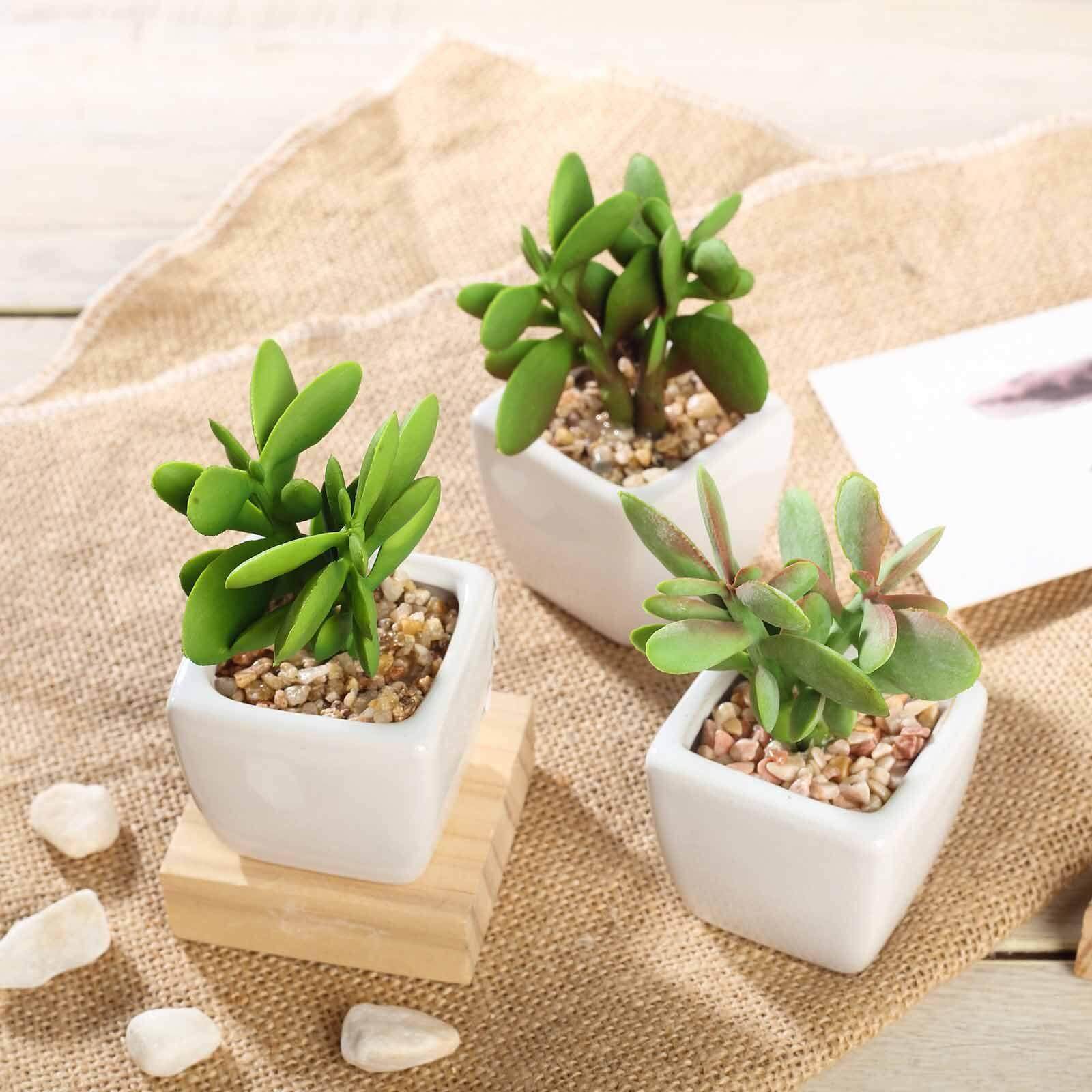3 - Pack Mini Jade Artificial Succulents in Ceramic Pots - Lifelike Decorative Faux Plants for Home Office & Event Design 3" - Linen Luxes