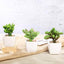 3 - Pack Mini Jade Artificial Succulents in Ceramic Pots - Lifelike Decorative Faux Plants for Home Office & Event Design 3" - Linen Luxes
