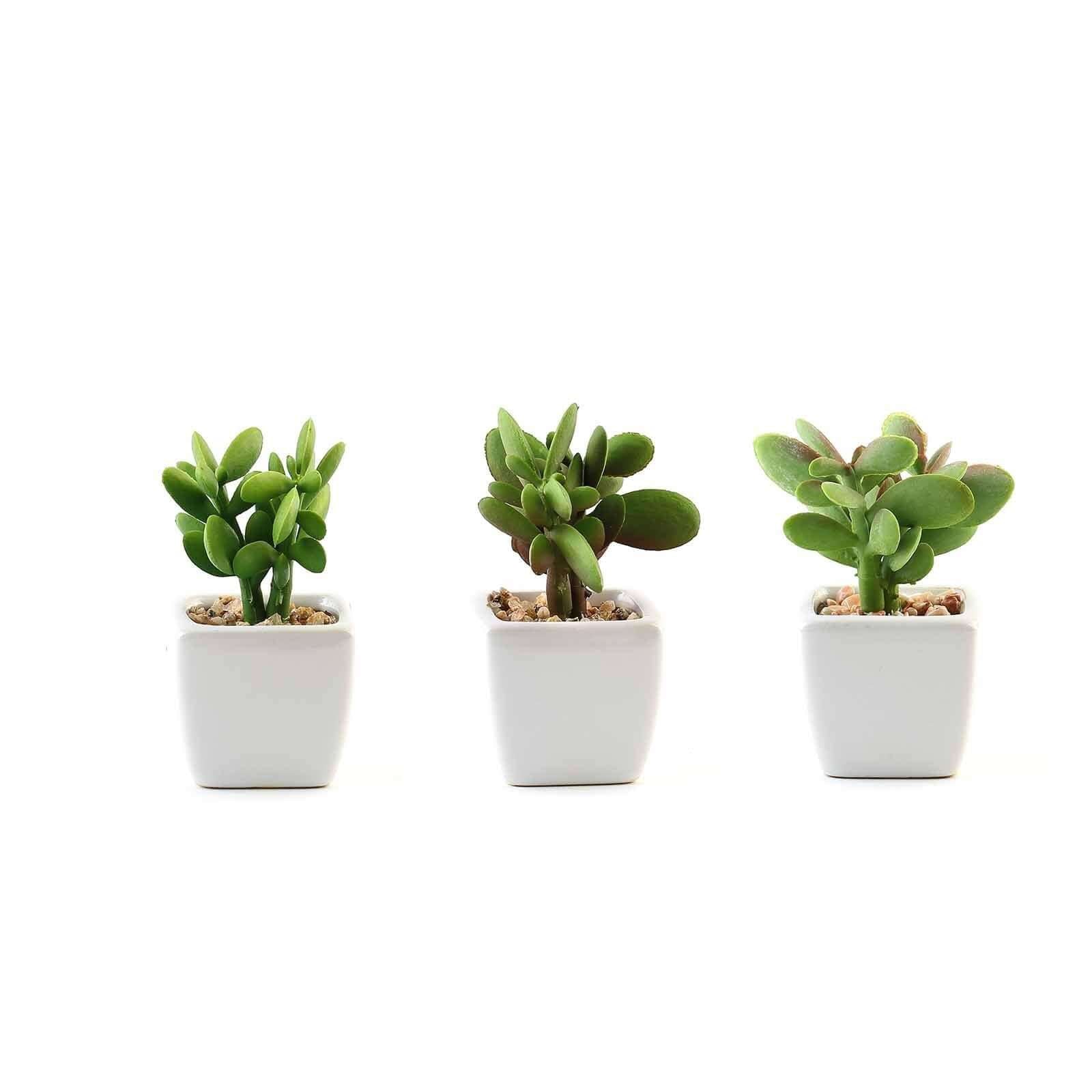 3 - Pack Mini Jade Artificial Succulents in Ceramic Pots - Lifelike Decorative Faux Plants for Home Office & Event Design 3" - Linen Luxes