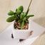3 - Pack Mini Jade Artificial Succulents in Ceramic Pots - Lifelike Decorative Faux Plants for Home Office & Event Design 3" - Linen Luxes