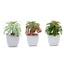3 - Pack Minibelle, Elegans & Grassneri Artificial Succulents in Ceramic Pot - Lifelike Decorative Faux Plants for Home Office & Event Design 5" - Linen Luxes