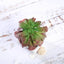 3 - Pack Minibelle, Elegans & Grassneri Artificial Succulents in Ceramic Pot - Lifelike Decorative Faux Plants for Home Office & Event Design 5" - Linen Luxes