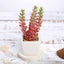 3 - Pack Sedum Artificial Succulents in Ceramic Pot - Lifelike Decorative Faux Plants for Home Office & Event Design 8" - Linen Luxes