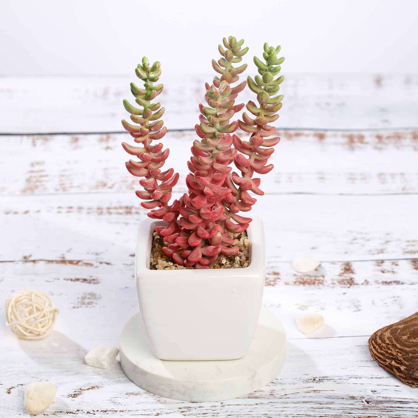 3 - Pack Sedum Artificial Succulents in Ceramic Pot - Lifelike Decorative Faux Plants for Home Office & Event Design 8" - Linen Luxes