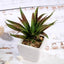 3 - Pack Spotted Aloe Vera Artificial Succulents in Ceramic Pot - Lifelike Decorative Faux Plants for Home Office & Event Design 5" - Linen Luxes