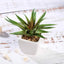 3 - Pack Spotted Aloe Vera Artificial Succulents in Ceramic Pot - Lifelike Decorative Faux Plants for Home Office & Event Design 5" - Linen Luxes