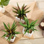 3 - Pack Spotted Aloe Vera Artificial Succulents in Ceramic Pot - Lifelike Decorative Faux Plants for Home Office & Event Design 5" - Linen Luxes