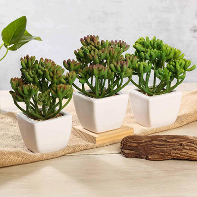 3 - Pack Stonecrop Artificial Succulents in Ceramic Pots - Lifelike Decorative Faux Plants for Home Office & Event Design 7" - Linen Luxes