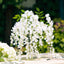 5 Pack 44" Silk Hanging Wisteria Flower Garland Vines in White, 3 Strands in 1 Bush - Linen Luxes
