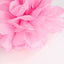 6 Pack 10" Pink Tissue Paper Pom Poms Flower Balls, Ceiling Wall Hanging Decorations - Linen Luxes