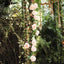 6ft Blush Artificial Silk Rose Hanging Flower Garland Vine - Linen Luxes
