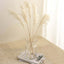 6 Stems Natural Dried Pampas Grass Decor Off White Tint - Versatile Plant Sprays for Boho Chic Vase Displays Backdrops & Event Styling 32"
