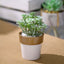 3-Pack Flower Plant Pots Small Design White with Gold Rim - Plastic Indoor Decorative Planters 3"