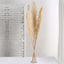 6 Stems Natural Dried Pampas Grass Decor Wheat Tint - Tall Plant Sprays for Boho Chic Vase Displays Backdrops & Event Styling 49"