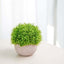 2 Plant Set Artificial Boxwood Topiary Ball 5" - Maintenance Free Mini Faux Potted Greenery Decor