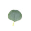 200 Pcs Artificial Eucalyptus Leaves Decor Frosted Green - Lifelike Faux Greenery Petals for Rustic-Themed Parties Arrangements & Decor Projects