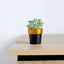 3-Pack Flower Plant Pots Small Design Black with Gold Rim - Plastic Indoor Decorative Planters 3"