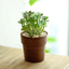 3-Pack Flower Plant Pots Small Design Rustic Brown - Plastic Indoor Decorative Planters 3"