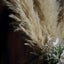 6 Stems Natural Dried Pampas Grass Decor Wheat Tint - Tall Plant Sprays for Boho Chic Vase Displays Backdrops & Event Styling 49"