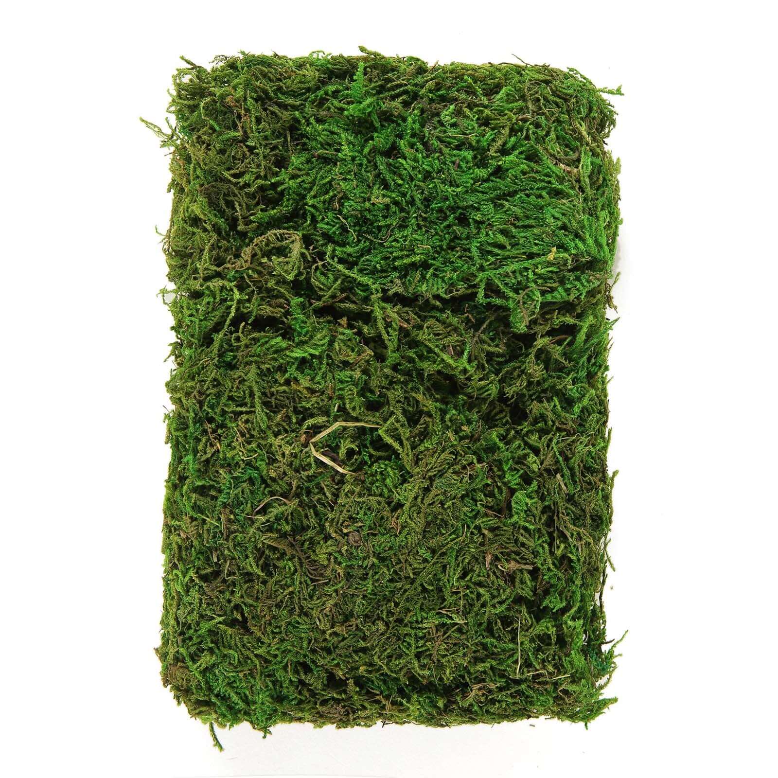 Reindeer Moss Grass DIY Craft Supplies Preserved Green - Decorative Moss for Projects 50g - Linen Luxes