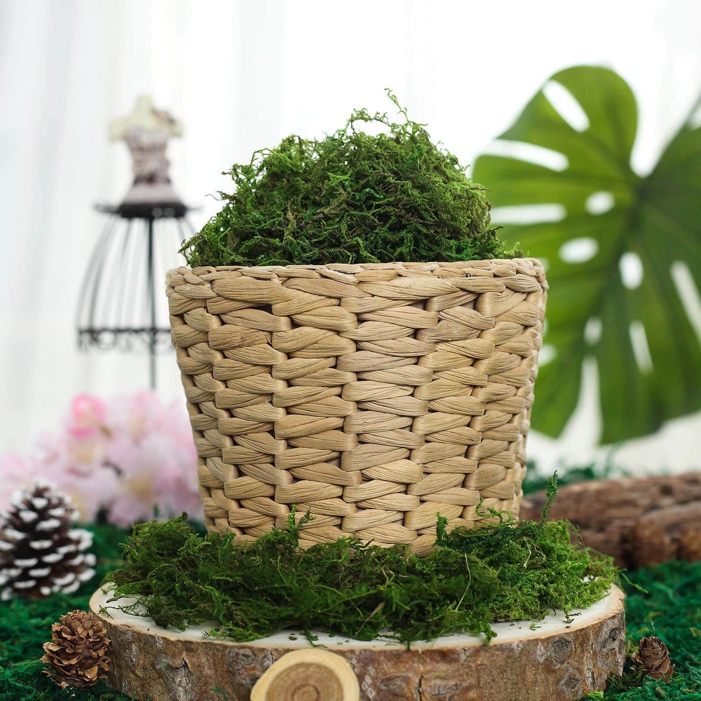 Reindeer Moss Grass DIY Craft Supplies Preserved Green - Decorative Moss for Projects 50g - Linen Luxes