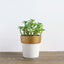 3-Pack Flower Plant Pots Small Design White with Gold Rim - Plastic Indoor Decorative Planters 3"