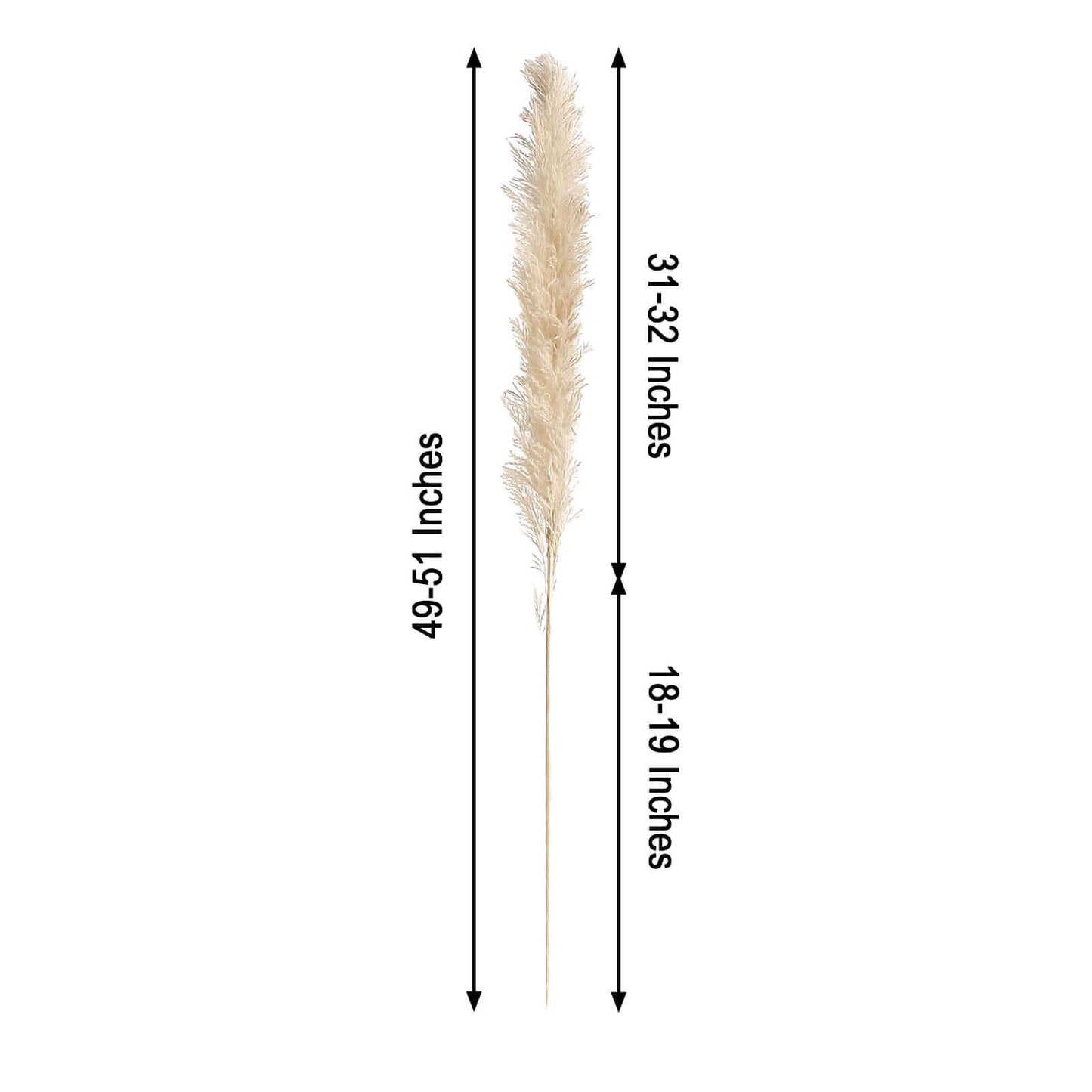 6 Stems Natural Dried Pampas Grass Decor Wheat Tint - Tall Plant Sprays for Boho Chic Vase Displays Backdrops & Event Styling 49"