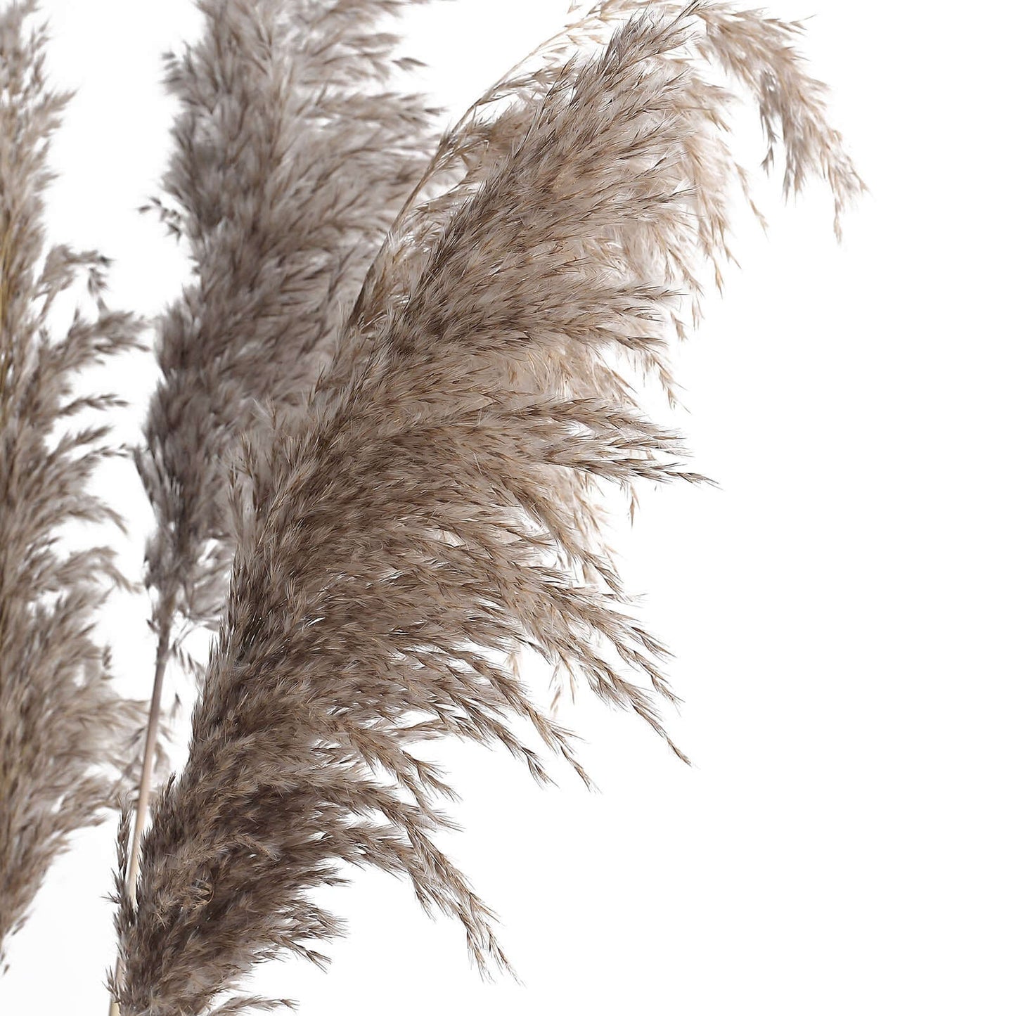 6 Stems Natural Dried Pampas Grass Decor Natural Tint - Versatile Plant Sprays for Boho Chic Vase Displays Backdrops & Event Styling 32"