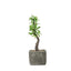 Willow Tree Artificial Succulents in Concrete Pot - Lifelike Decorative Faux Plants for Home Office & Event Design 9" - Linen Luxes
