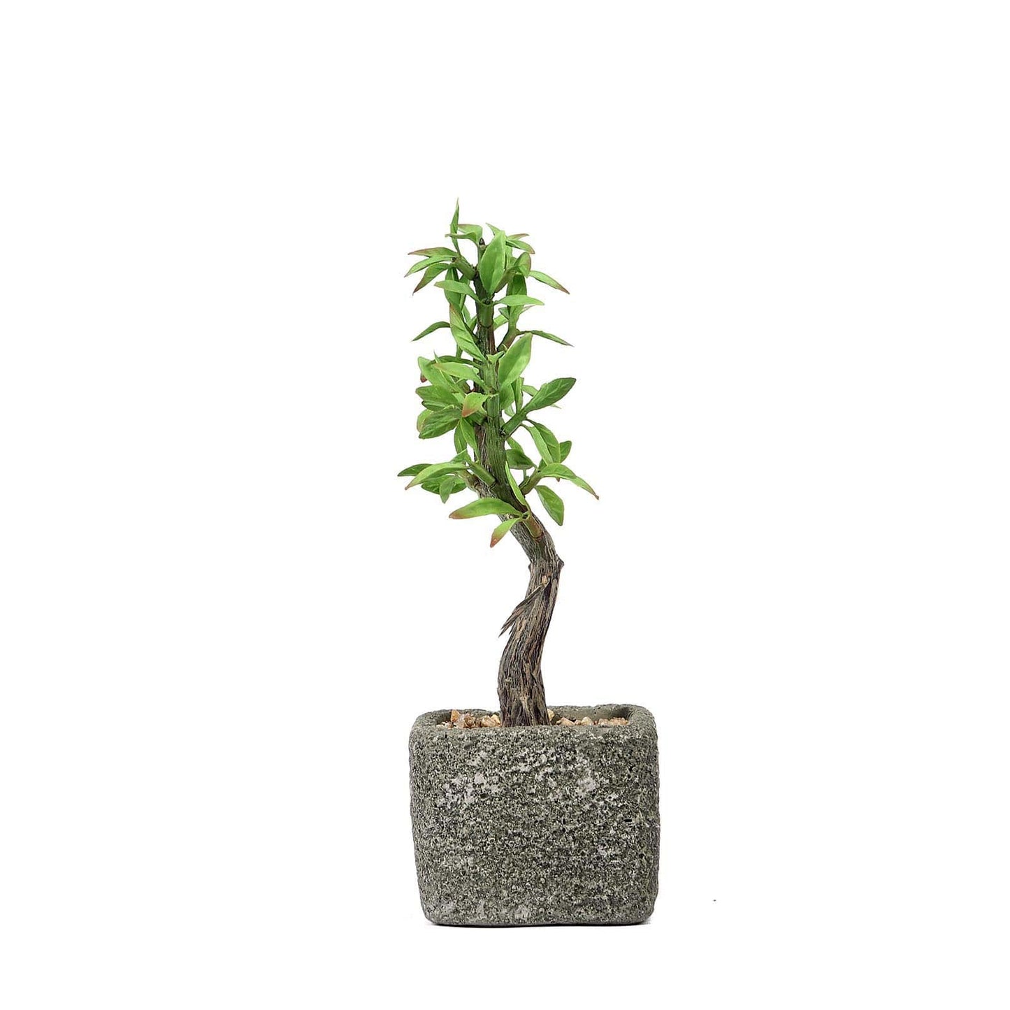 Willow Tree Artificial Succulents in Concrete Pot - Lifelike Decorative Faux Plants for Home Office & Event Design 9" - Linen Luxes
