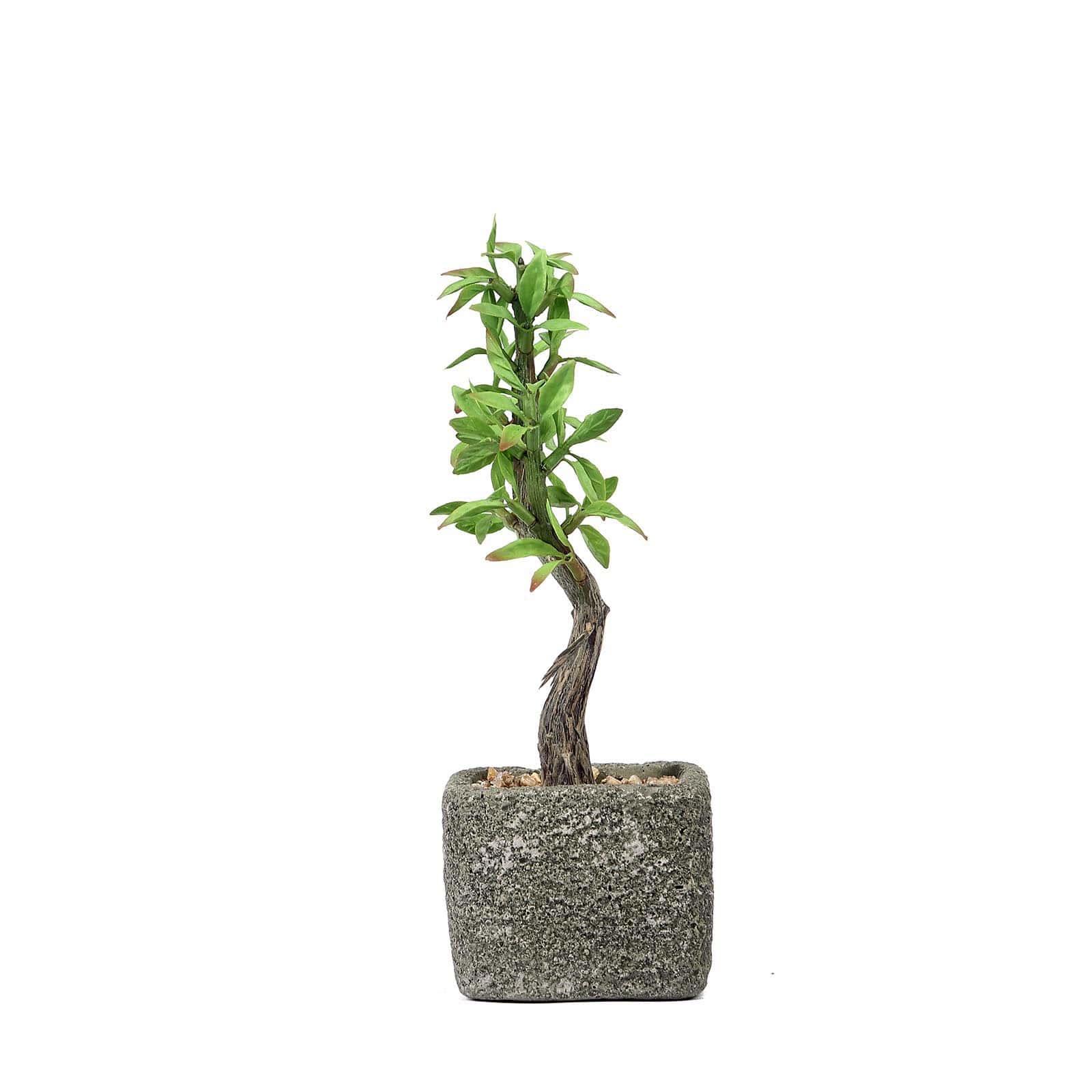 Willow Tree Artificial Succulents in Concrete Pot - Lifelike Decorative Faux Plants for Home Office & Event Design 9" - Linen Luxes