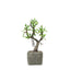 Willow Tree Artificial Succulents in Concrete Pot - Lifelike Decorative Faux Plants for Home Office & Event Design 9" - Linen Luxes
