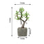 Willow Tree Artificial Succulents in Concrete Pot - Lifelike Decorative Faux Plants for Home Office & Event Design 9" - Linen Luxes