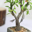 Willow Tree Artificial Succulents in Concrete Pot - Lifelike Decorative Faux Plants for Home Office & Event Design 9" - Linen Luxes