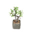 Willow Tree Artificial Succulents in Concrete Pot - Lifelike Decorative Faux Plants for Home Office & Event Design 9" - Linen Luxes